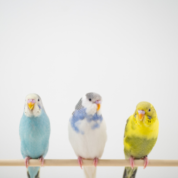 Burung