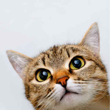 Kucing